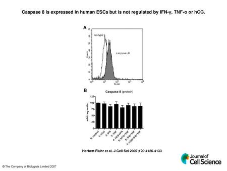 Caspase 8 is expressed in human ESCs but is not regulated by IFN-γ, TNF-α or hCG. Caspase 8 is expressed in human ESCs but is not regulated by IFN-γ, TNF-α.