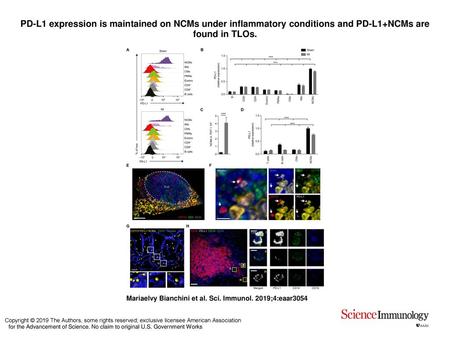 PD-L1 expression is maintained on NCMs under inflammatory conditions and PD-L1+NCMs are found in TLOs. PD-L1 expression is maintained on NCMs under inflammatory.