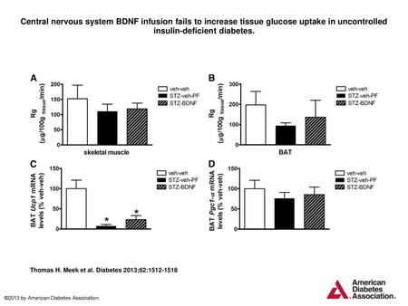 Central nervous system BDNF infusion fails to increase tissue glucose uptake in uncontrolled insulin-deficient diabetes. Central nervous system BDNF infusion.