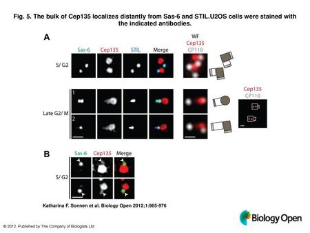 Fig. 5. The bulk of Cep135 localizes distantly from Sas-6 and STIL