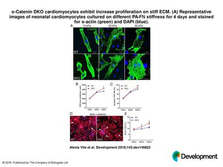 Α-Catenin DKO cardiomyocytes exhibit increase proliferation on stiff ECM. (A) Representative images of neonatal cardiomyocytes cultured on different PA-FN.