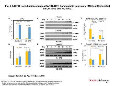 Fig. 2 AdOPG transduction changes RANKL/OPG homeostasis in primary hMSCs differentiated on Col-GAG and MC-GAG. AdOPG transduction changes RANKL/OPG homeostasis.