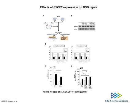 Effects of SYCE2 expression on DSB repair.