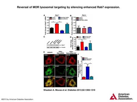 Reversal of MOR lysosomal targeting by silencing enhanced Rab7 expression. Reversal of MOR lysosomal targeting by silencing enhanced Rab7 expression. A: