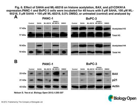 Fig. 6. Effect of SAHA and ML-60218 on histone acetylation, BAX, and p21CDKN1A expression.PANC-1 and BxPC-3 cells were incubated for 48 hours with 5 µM.