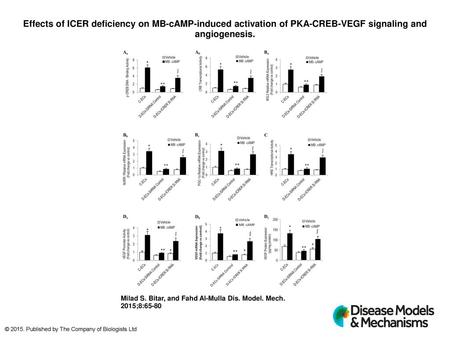 Effects of ICER deficiency on MB-cAMP-induced activation of PKA-CREB-VEGF signaling and angiogenesis. Effects of ICER deficiency on MB-cAMP-induced activation.