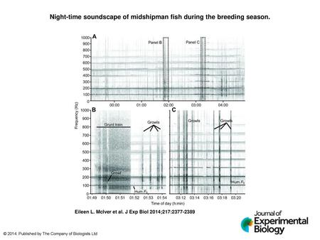 Night-time soundscape of midshipman fish during the breeding season.