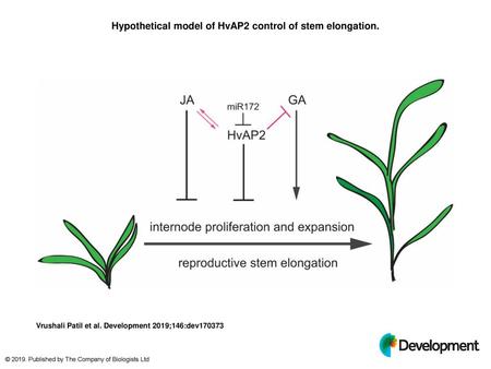 Hypothetical model of HvAP2 control of stem elongation.