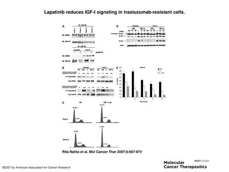 Lapatinib reduces IGF-I signaling in trastuzumab-resistant cells.