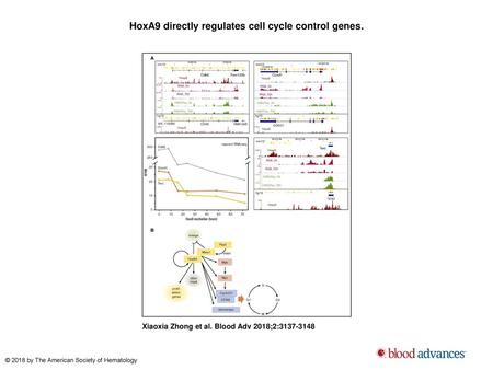HoxA9 directly regulates cell cycle control genes.