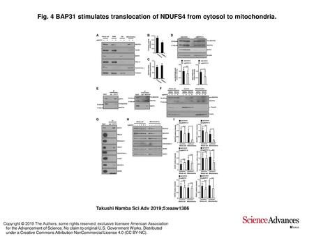BAP31 stimulates translocation of NDUFS4 from cytosol to mitochondria