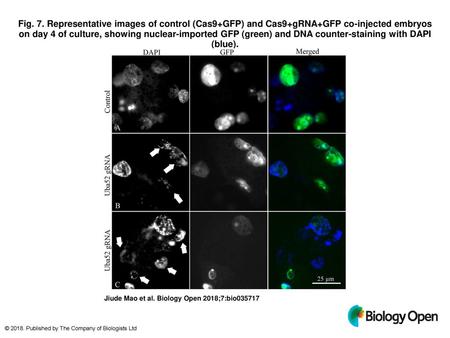 Fig. 7. Representative images of control (Cas9+GFP) and Cas9+gRNA+GFP co-injected embryos on day 4 of culture, showing nuclear-imported GFP (green) and.
