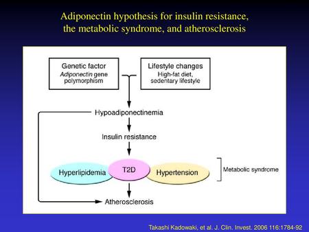 Adiponectin hypothesis for insulin resistance, the metabolic syndrome, and atherosclerosis Takashi Kadowaki, et al. J. Clin. Invest. 2006 116:1784-92.