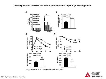 Overexpression of BTG2 resulted in an increase in hepatic gluconeogenesis. Overexpression of BTG2 resulted in an increase in hepatic gluconeogenesis. A:
