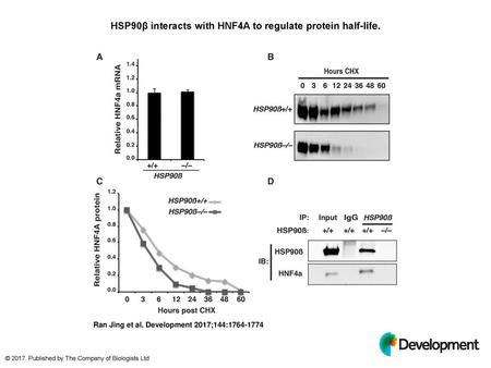 HSP90β interacts with HNF4A to regulate protein half-life.