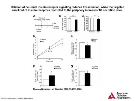 Deletion of neuronal insulin receptor signaling reduces TG secretion, while the targeted knockout of insulin receptors restricted to the periphery increases.