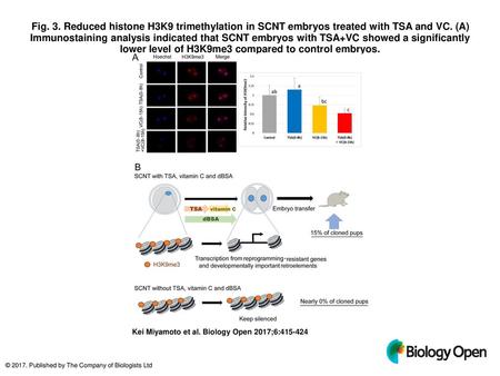 Fig. 3. Reduced histone H3K9 trimethylation in SCNT embryos treated with TSA and VC. (A) Immunostaining analysis indicated that SCNT embryos with TSA+VC.