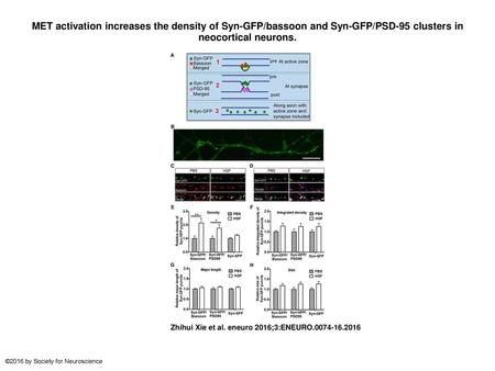 MET activation increases the density of Syn-GFP/bassoon and Syn-GFP/PSD-95 clusters in neocortical neurons. MET activation increases the density of Syn-GFP/bassoon.