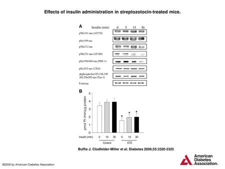 Effects of insulin administration in streptozotocin-treated mice.