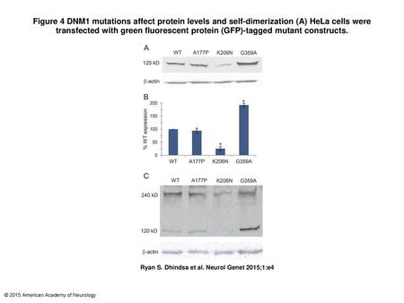 Figure 4 DNM1 mutations affect protein levels and self-dimerization (A) HeLa cells were transfected with green fluorescent protein (GFP)-tagged mutant.