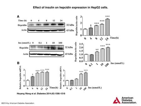 Effect of insulin on hepcidin expression in HepG2 cells.