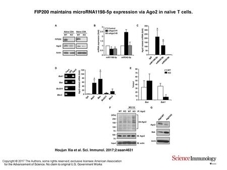 FIP200 maintains microRNA1198-5p expression via Ago2 in naïve T cells.