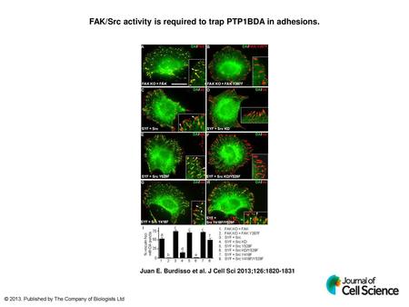 FAK/Src activity is required to trap PTP1BDA in adhesions.
