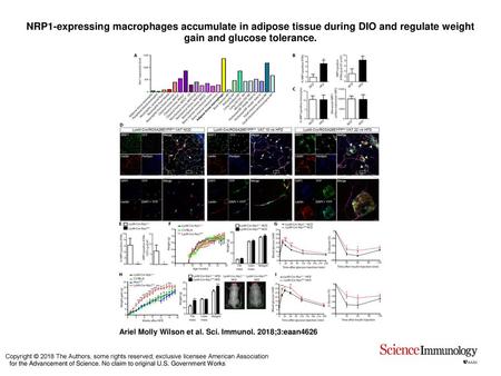 NRP1-expressing macrophages accumulate in adipose tissue during DIO and regulate weight gain and glucose tolerance. NRP1-expressing macrophages accumulate.