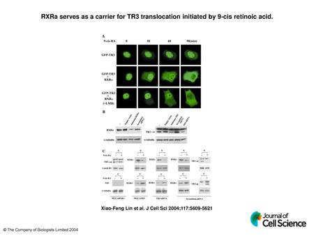 RXRa serves as a carrier for TR3 translocation initiated by 9-cis retinoic acid. RXRa serves as a carrier for TR3 translocation initiated by 9-cis retinoic.
