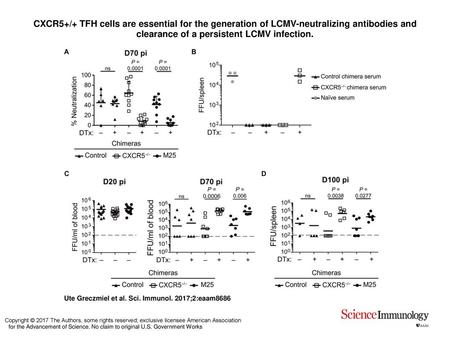 CXCR5+/+ TFH cells are essential for the generation of LCMV-neutralizing antibodies and clearance of a persistent LCMV infection. CXCR5+/+ TFH cells are.