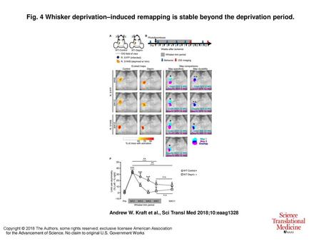 Fig. 4 Whisker deprivation–induced remapping is stable beyond the deprivation period. Whisker deprivation–induced remapping is stable beyond the deprivation.