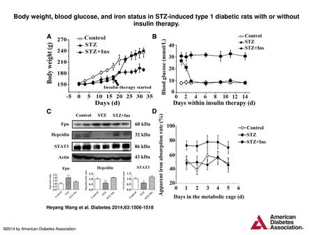 Body weight, blood glucose, and iron status in STZ-induced type 1 diabetic rats with or without insulin therapy. Body weight, blood glucose, and iron status.