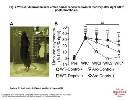 Fig. 2 Whisker deprivation accelerates and enhances behavioral recovery after right S1FP photothrombosis. Whisker deprivation accelerates and enhances.