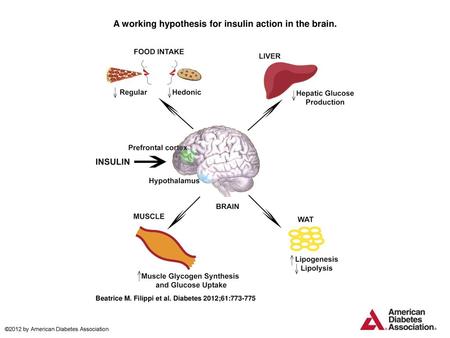 A working hypothesis for insulin action in the brain.
