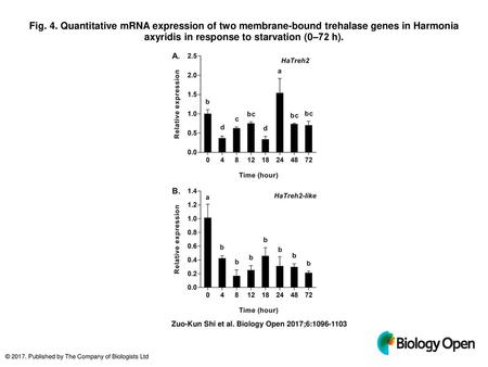 Fig. 4. Quantitative mRNA expression of two membrane-bound trehalase genes in Harmonia axyridis in response to starvation (0–72 h). Quantitative mRNA expression.