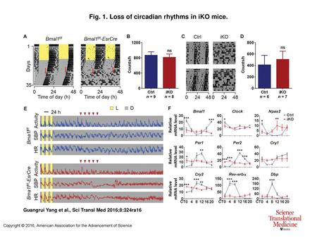 Fig. 1. Loss of circadian rhythms in iKO mice.