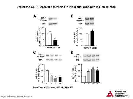 Decreased GLP-1 receptor expression in islets after exposure to high glucose. Decreased GLP-1 receptor expression in islets after exposure to high glucose.