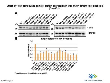 Effect of 14 hit compounds on SMN protein expression in type I SMA patient fibroblast cells (GM03813). Effect of 14 hit compounds on SMN protein expression.