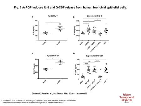 Fig. 2 AcPGP induces IL-8 and G-CSF release from human bronchial epithelial cells. AcPGP induces IL-8 and G-CSF release from human bronchial epithelial.