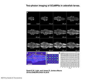 Two-photon imaging of GCaMP6s in zebrafish larvae.