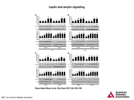 Leptin and amylin signaling.