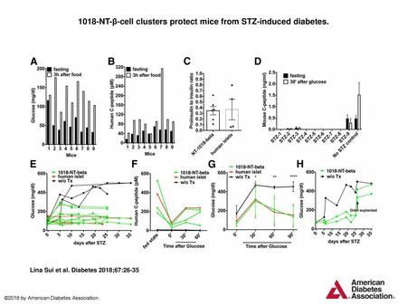 1018-NT-β-cell clusters protect mice from STZ-induced diabetes.