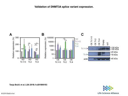 Validation of DNMT3A splice variant expression.