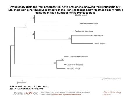 Evolutionary distance tree, based on 16S rDNA sequences, showing the relationship of F. tularensis with other putative members of the Francisellaceae and.
