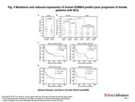 Fig. 4 Mutations and reduced expression of human KDM6A predict poor prognosis of female patients with BCa. Mutations and reduced expression of human KDM6A.
