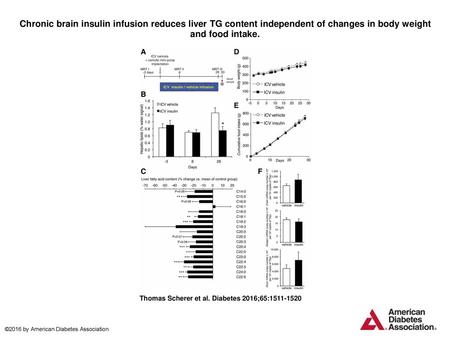 Chronic brain insulin infusion reduces liver TG content independent of changes in body weight and food intake. Chronic brain insulin infusion reduces liver.