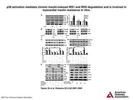 P38 activation mediates chronic insulin-induced IRS1 and IRS2 degradation and is involved in myocardial insulin resistance in vitro. p38 activation mediates.