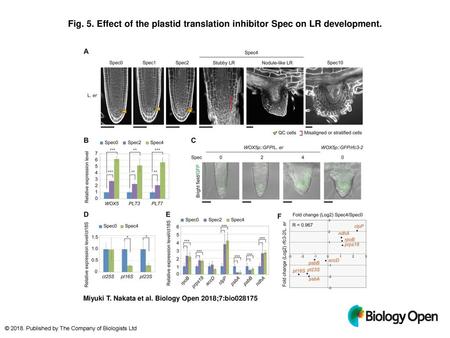 Effect of the plastid translation inhibitor Spec on LR development