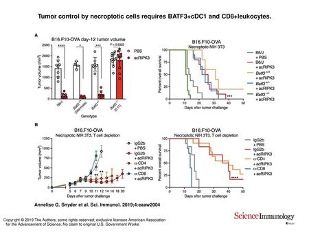 Tumor control by necroptotic cells requires BATF3+cDC1 and CD8+leukocytes. Tumor control by necroptotic cells requires BATF3+cDC1 and CD8+leukocytes. (A)