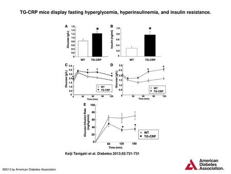 TG-CRP mice display fasting hyperglycemia, hyperinsulinemia, and insulin resistance. TG-CRP mice display fasting hyperglycemia, hyperinsulinemia, and insulin.